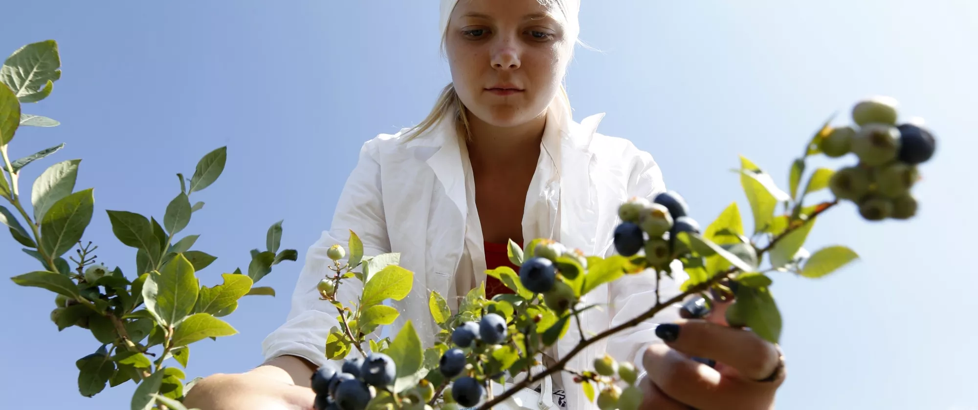 Woman working in the fields, picking up crops.