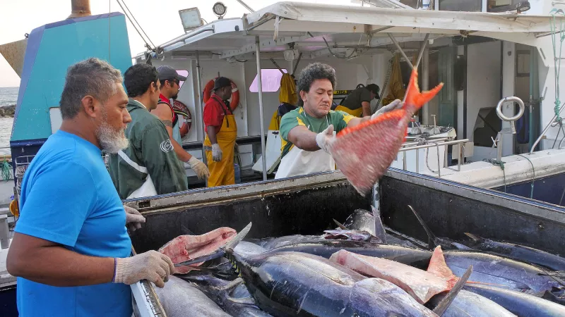 Cook Islanders fishermen unloading their catch in Ports of Avatiu